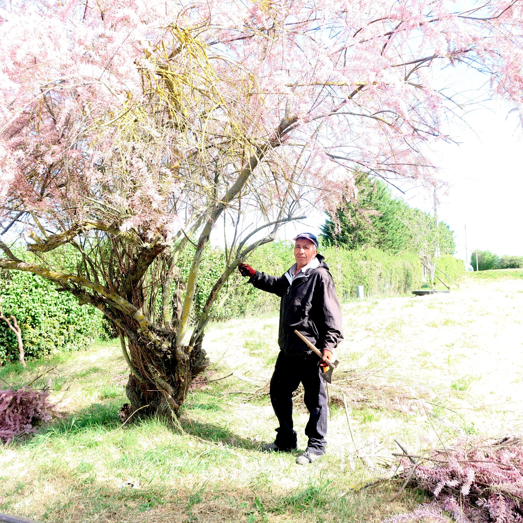 Taille des arbres